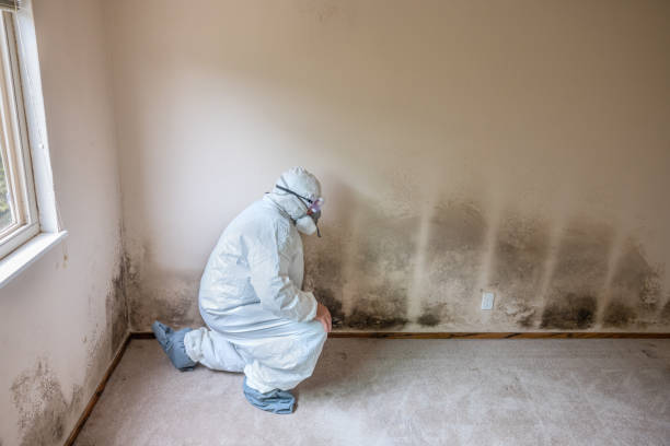 Best Water Damage & Mold Remediation  in Wellington, OH